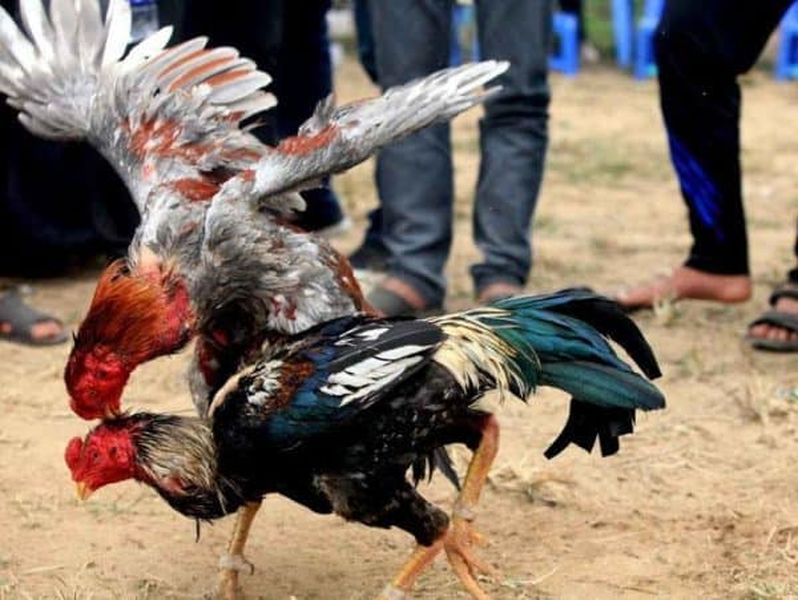 Tính thần chiến đấu quyết liệt mà gà chọi Hoài Châu có