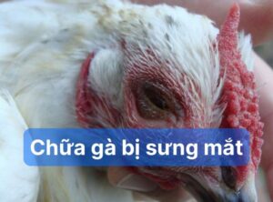 Triệu chứng cần chữa gà bị sưng mắt