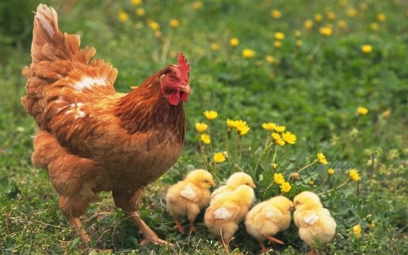 Ấp trứng gà chọi truyền thống không ấp được số lượng lớn