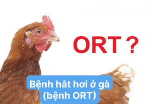 Bệnh hắt hơi ở gà (bệnh ORT) là bệnh gì?