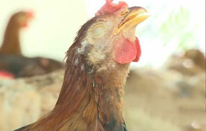 Nguyên nhân gây bệnh ORT