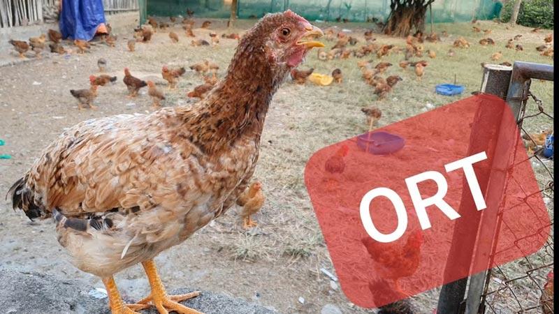 Triệu chứng bệnh ORT ở gà