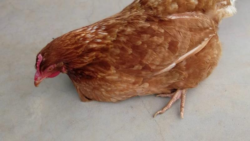 Một số thể bệnh Marek trên gà