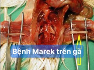 Triệu chứng bệnh Marek trên gà
