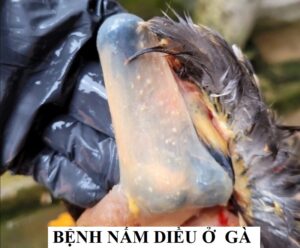 Bệnh nấm diều ở gà
