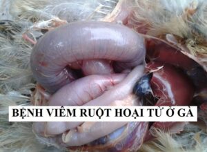 Bệnh ruột hoại tử thể cấp tính