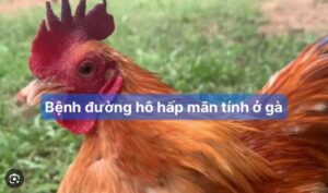 Bệnh viêm đường hô hấp mãn tính ở gà