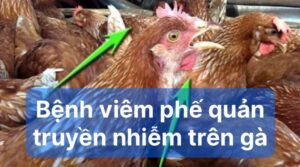 Cách phòng bệnh viêm phế quản truyền nhiễm trên gà