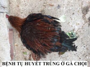 Biểu hiện chiến kê bị tụ huyết trùng