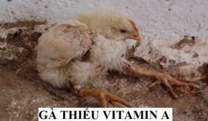 Biểu hiện gà thiếu vitamin A