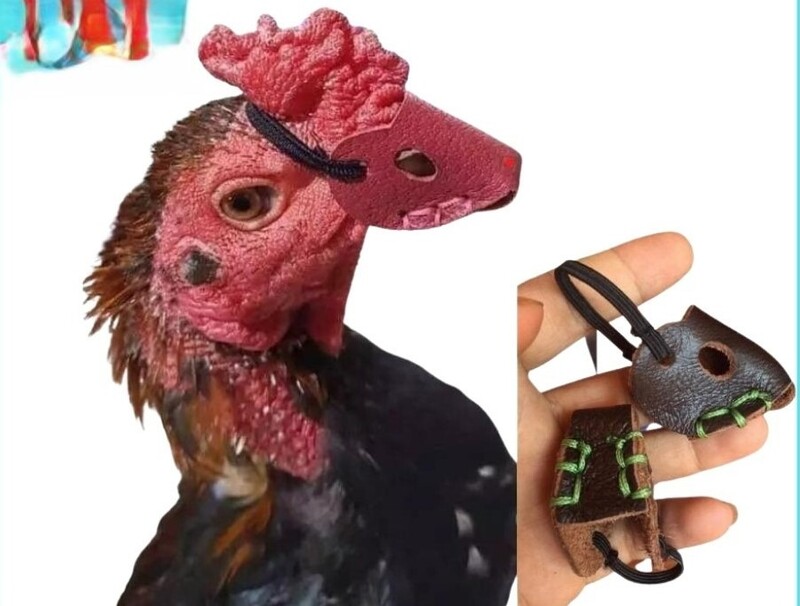 Cần bịt mỏ để tránh tổn thương khi gà đi hơi