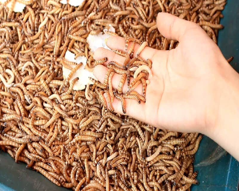 Bổ sung protein cho gà chọi