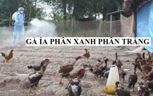 Các biện pháp phòng bệnh gà hiệu quả?