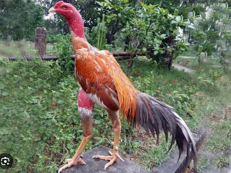 Các hướng điều trị cơ bản