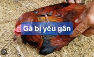 Các nguyên nhân khiến gà bị yếu gân