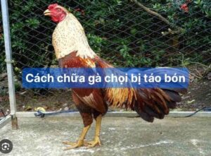 Các nguyên nhân khiến gà chọi táo bón