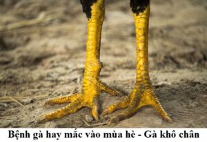 Các triệu chứng của bệnh gà khô chân