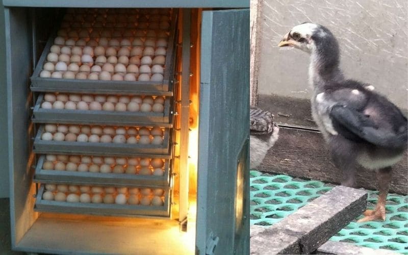 Cách ấp trứng gà chọi bằng máy móc
