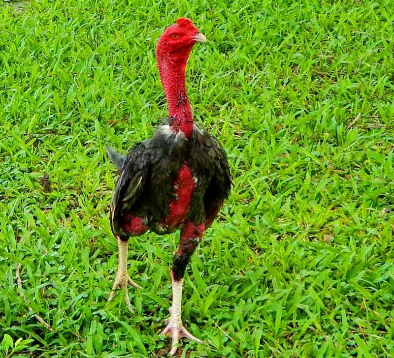 Cách chọn gà đạt hiệu quả bạn nên biết