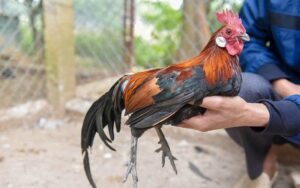 Cách chữa gà bị cúm chân đảm bảo sự hồi phục của gà