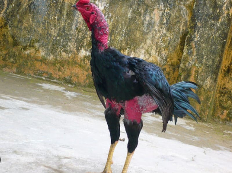 Cách chữa gà bị yếu gân cơ bản