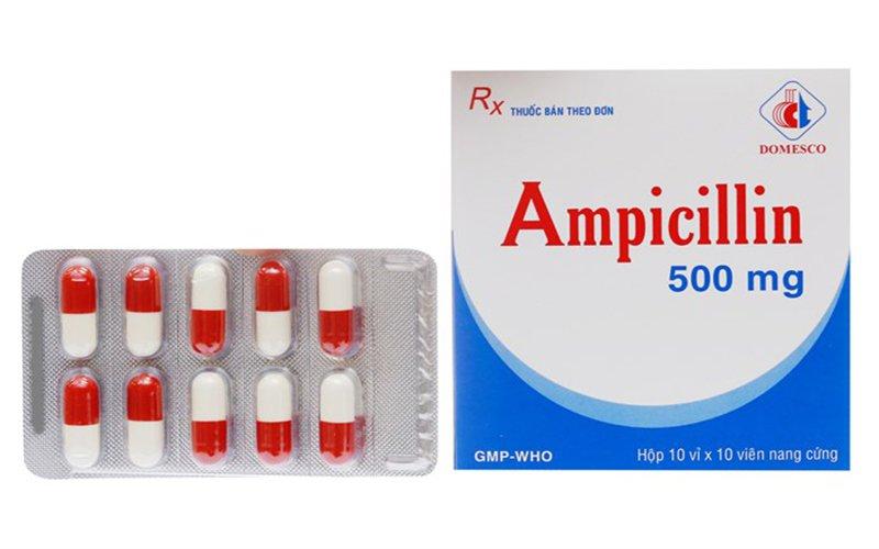 Cách chữa thối tai cho gà chọi dùng Ampicillin 500mg