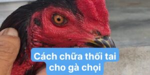 Bệnh thối tai ở gà chọi là bệnh gì