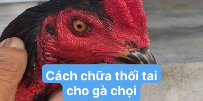 Bệnh thối tai ở gà chọi là bệnh gì