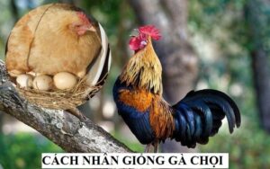 Cách nhân giống gà chọi chuẩn kỹ thuật