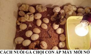Cách nuôi gà chọi con ấp máy mới nở giúp tăng hiệu quả và năng suất