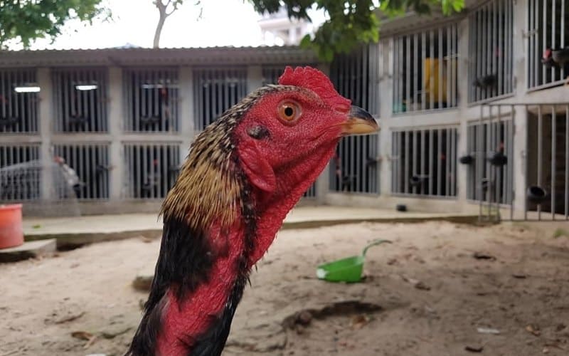 Cách nuôi giống gà chọi Thái Nguyên