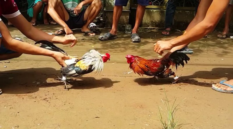 Cần có kỹ năng trong việc huấn luyện chiến kê