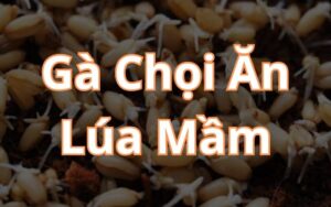 Cho gà chọi ăn lúa mầm khi nào?
