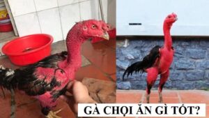 Chú ý xây dựng thực đơn để gà khỏe mạnh trong từng giai đoạn