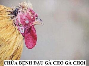 Chữa bệnh đậu gà cho gà chọi