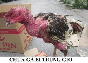 Chữa gà bị trúng gió nhanh và miễn phí