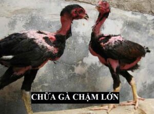 Chữa gà chậm lớn đúng cách