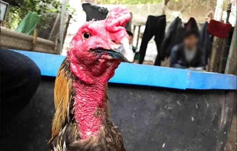Cách chữa kén mép cho gà chọi dùng thuốc điều trị