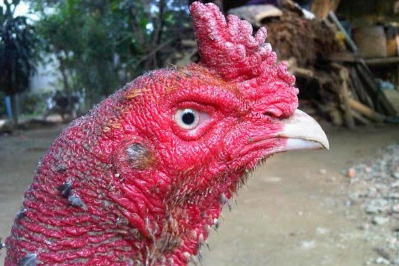 Chữa kén mép cho gà chọi bằng phương pháp mổ lấy kén nước