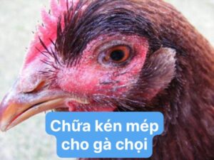 Nguyên nhân khiến gà bị kén mép