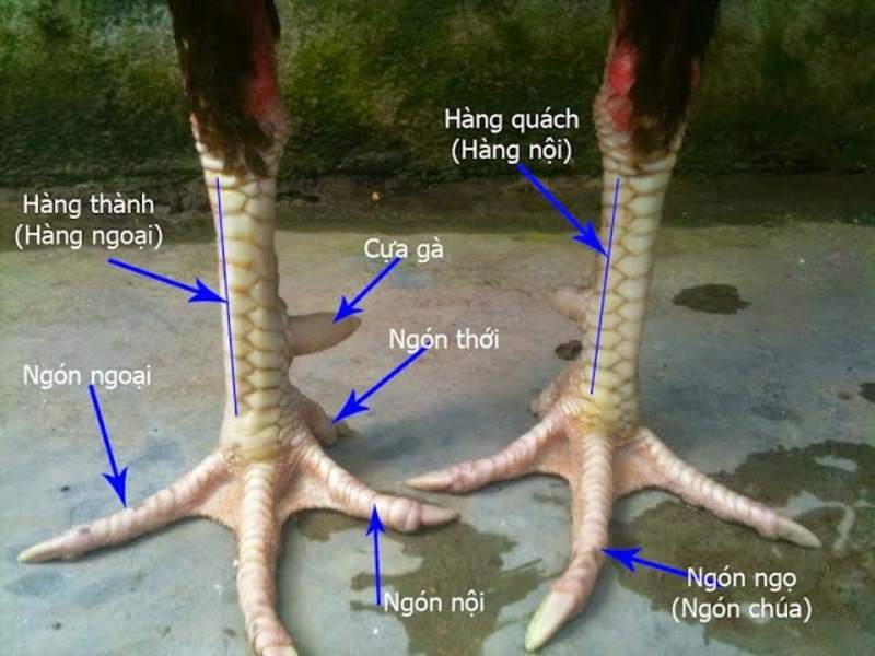 Nhìn vào đặc điểm chân vảy chiến kê để đánh giá tông dòng