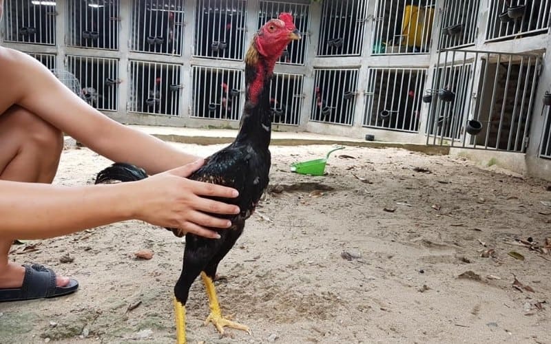 Đặc điểm nhận biết của giống gà chọi Thái Nguyên