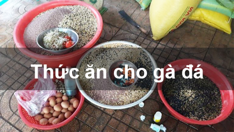 Đảm bảo bằng khẩu phần ăn hợp lý cho chiến kê