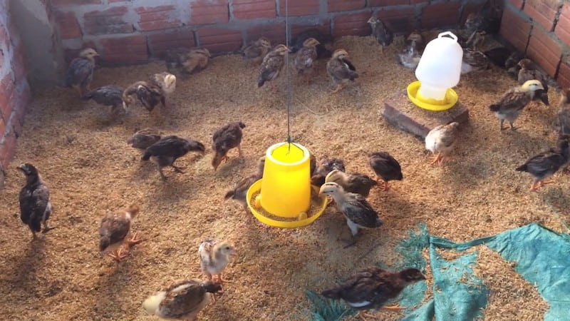 Đảm bảo thức ăn cho gà con theo từng giai đoạn