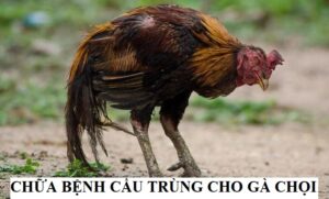 Dấu hiệu chiến kê mắc bệnh cầu trùng