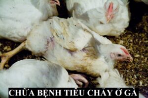 Dấu hiệu nhận biết gà bị tiêu chảy