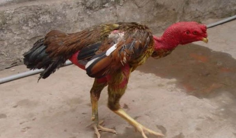 Dầu hỏa là cách chữa cho gà bị trúng gió