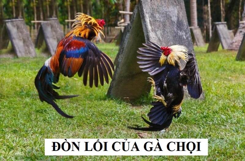 Tìm hiểu định nghĩa chính xác về đòn lối của gà chọi