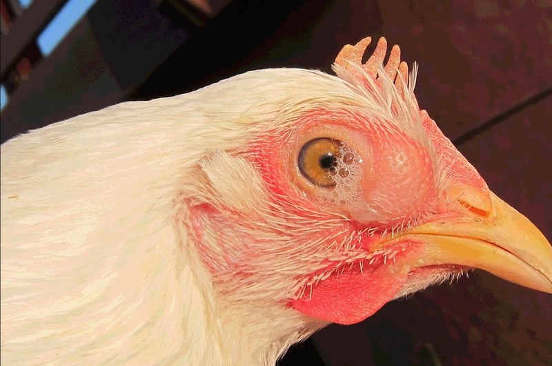 Gà bị hen gáy không ra tiếng