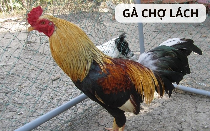 Gà Chợ Lách